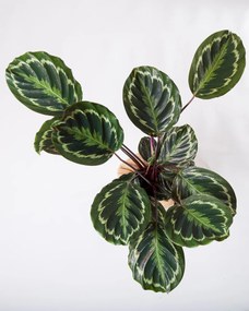 Calathea Medallion - L