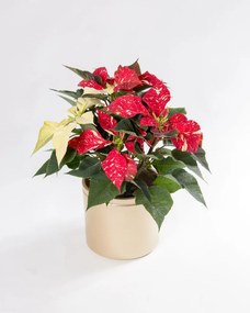 Poinsettia 'Red Glitter' | Estrela de Natal