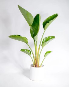 Strelitzia nicolai | Estrelícia Gigante - L