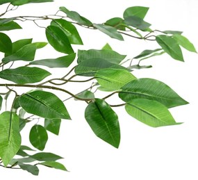 Planta de Ficus artificial 2016 folhas 300 cm verde