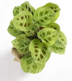 Maranta Light Veins