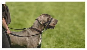 Coleira de Treino para Cães Company of Animals Halti Preto Açaime (51-73 cm)