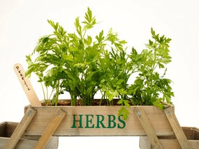 Mini Horta Plegável – 5 Compartimentos – 71,5x15,5x18 cm – Em Madeira