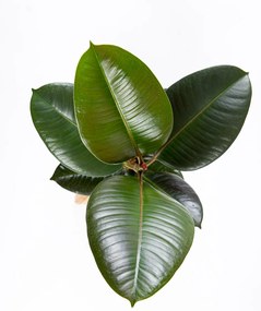 Ficus elastica Robusta - S
