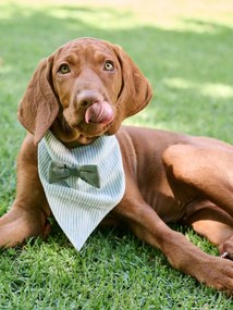 Bandana cão em algodão às riscas verde-salva