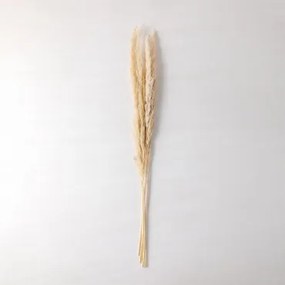 Pack De 6 Ramos Secos Decorativos Megina Beige Creme - Sklum