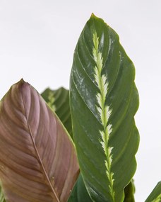 Calathea Maui Queen