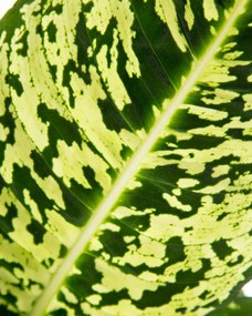 Dieffenbachia Reflector