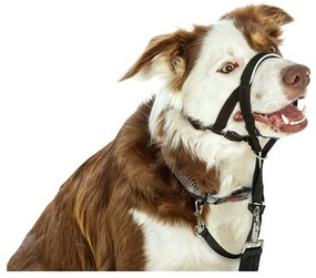 Coleira de Treino para Cães Company of Animals Halti Preto Açaime (51-73 cm)