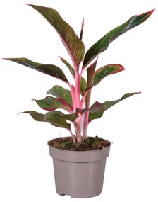 Aglaonema Light Pink Star