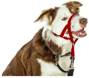 Coleira de Treino para Cães Company of Animals Halti Açaime (35-48 cm)