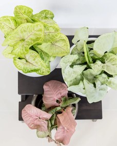 Syngonium Golden Feel Green
