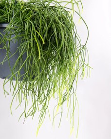 Rhipsalis baccifera Oasis