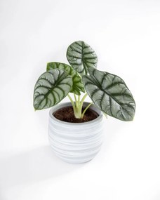 Alocasia Silver Dragon