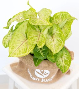 Syngonium Golden Feel Green