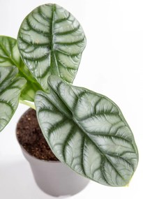 Alocasia Silver Dragon