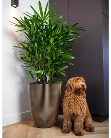 Vaso elegante Groove 34x46 cm preto e dourado