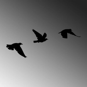 Acessório Decorativo de Parede Metal – Birds – Preto – 13 x 15 cm, 9 x