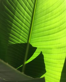 Strelitzia nicolai | Estrelícia Gigante - L