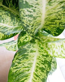 Dieffenbachia | Planta Comigo Ninguém Pode