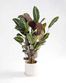 Calathea Maui Queen
