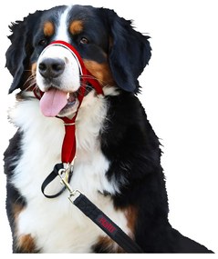 Coleira de Treino para Cães Company of Animals Halti Açaime (35-48 cm)