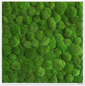 Quadro emoldurado artesanal com musgo Ball Forest
