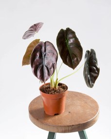 Alocasia cuprea Red Secret