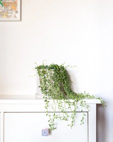 Senecio rowleyanus Tear drops