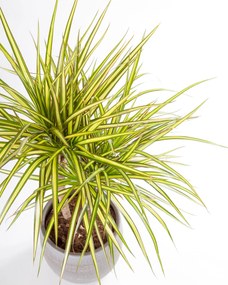 Dracaena marginata Sunray