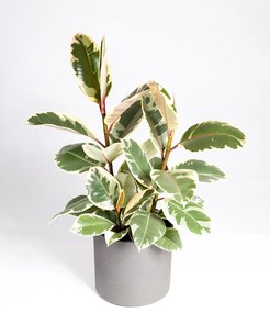 Ficus Tineke - XL