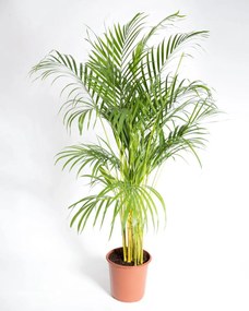 Palmeira Areca | Dypsis lutescens