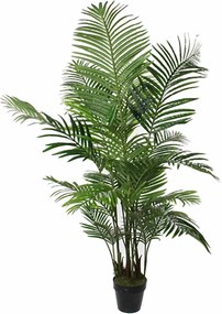 PLANTA PALMEIRA ARECA 9+8+ Ø80x160cm