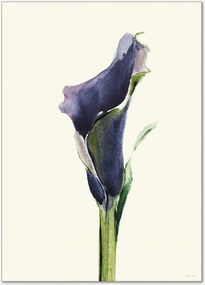 Poster Calla Nero 1