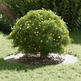 Conjunto de Plantadeiras Plásticas Branco Plástico Grande