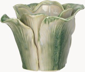 Vaso Cabbage