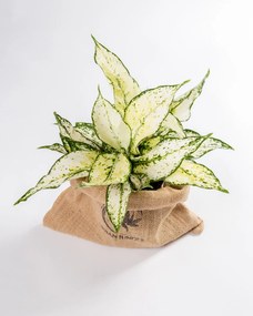 Aglaonema Snow White