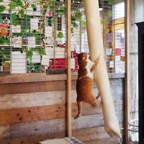 Saco trepador p/ gatos 180 cm sisal