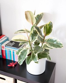 Ficus Tineke - XL