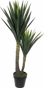 Planta Iuca 83165 (60x120cm)