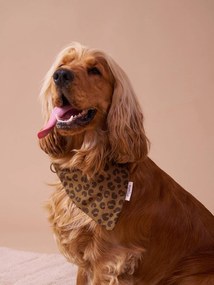 Coleira bandana Family, para cão castanho estampado