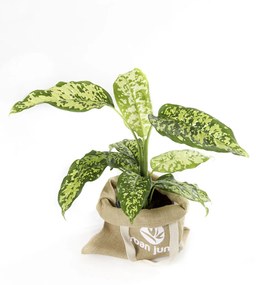 Dieffenbachia Cheetah