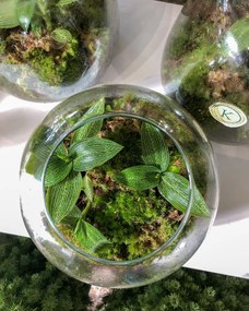Terrário com Ludisia discolor alba e Musgo