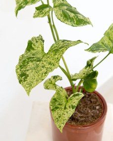 Syngonium Mottled Mojito