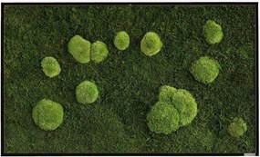 Quadro com musgo emoldurado artesanal Forest & Ball