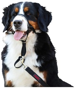 Coleira de Treino para Cães Company of Animals Halti Preto Açaime (51-73 cm)