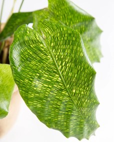 Calathea musaica