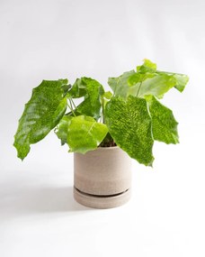Calathea musaica