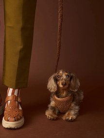 Conjunto de passeio para cão: arnês + trela + coleira. chocolate