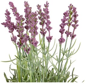 Planta Decorativa DKD Home Decor Lavanda Cor de Rosa Polietileno Dolomite Lilás (17 x 17 x 27 cm) (2 pcs)